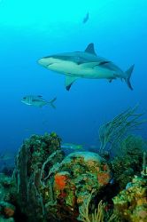 Roatan, Honduras. by Shawn Jackson 